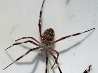 Argiope dietrichae DSC09903 edit